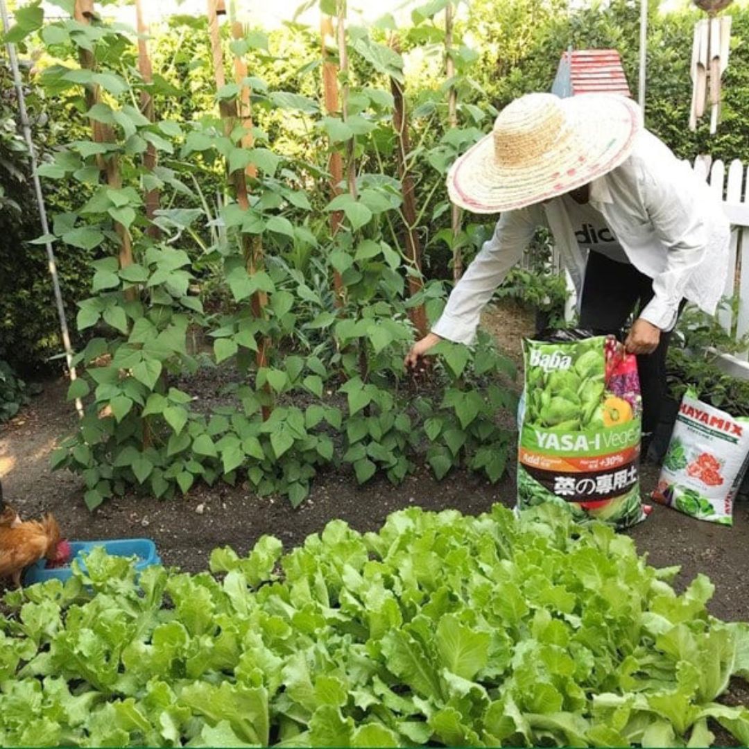 Baba Organic Soil