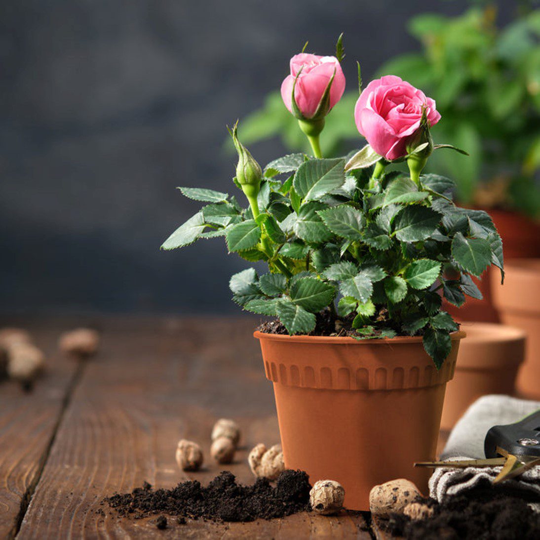 Baba Biodegradable RD Series Flower Pot