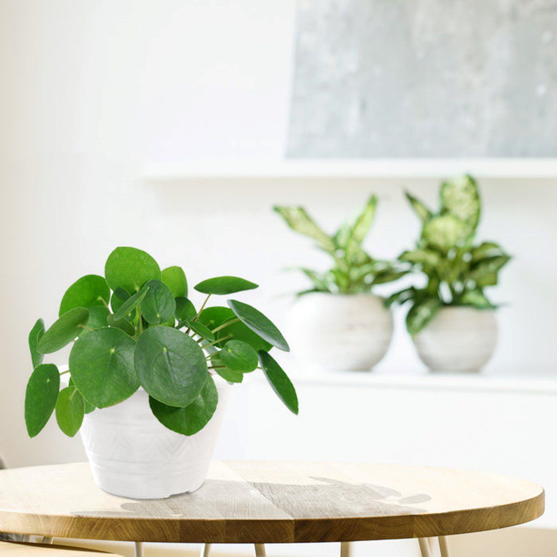 Baba Biodegradable TN Series Flower Pot