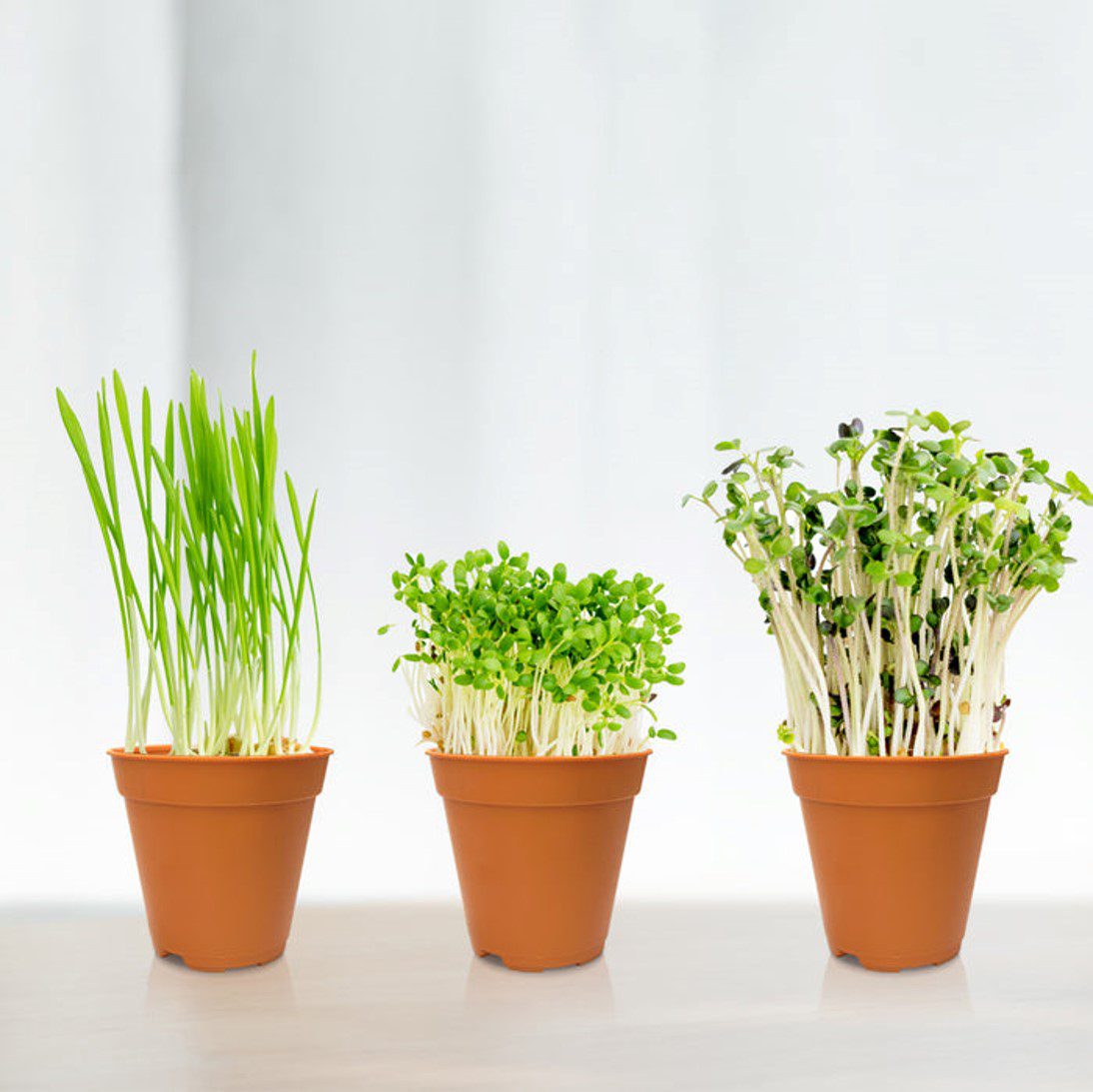 Baba Seedling Pot