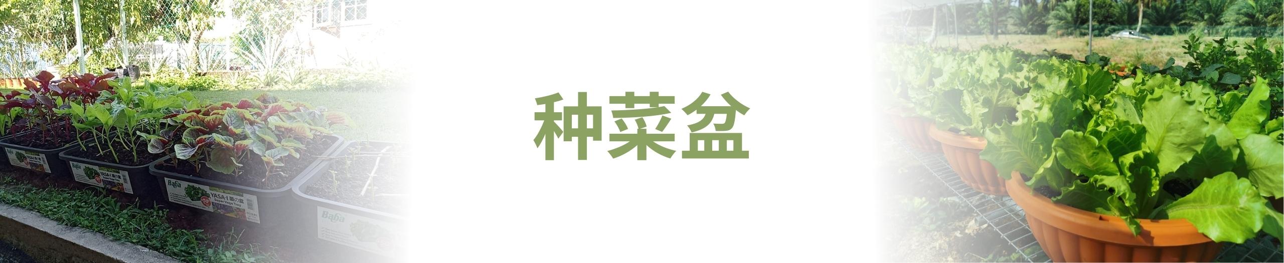 Baba 种菜盆