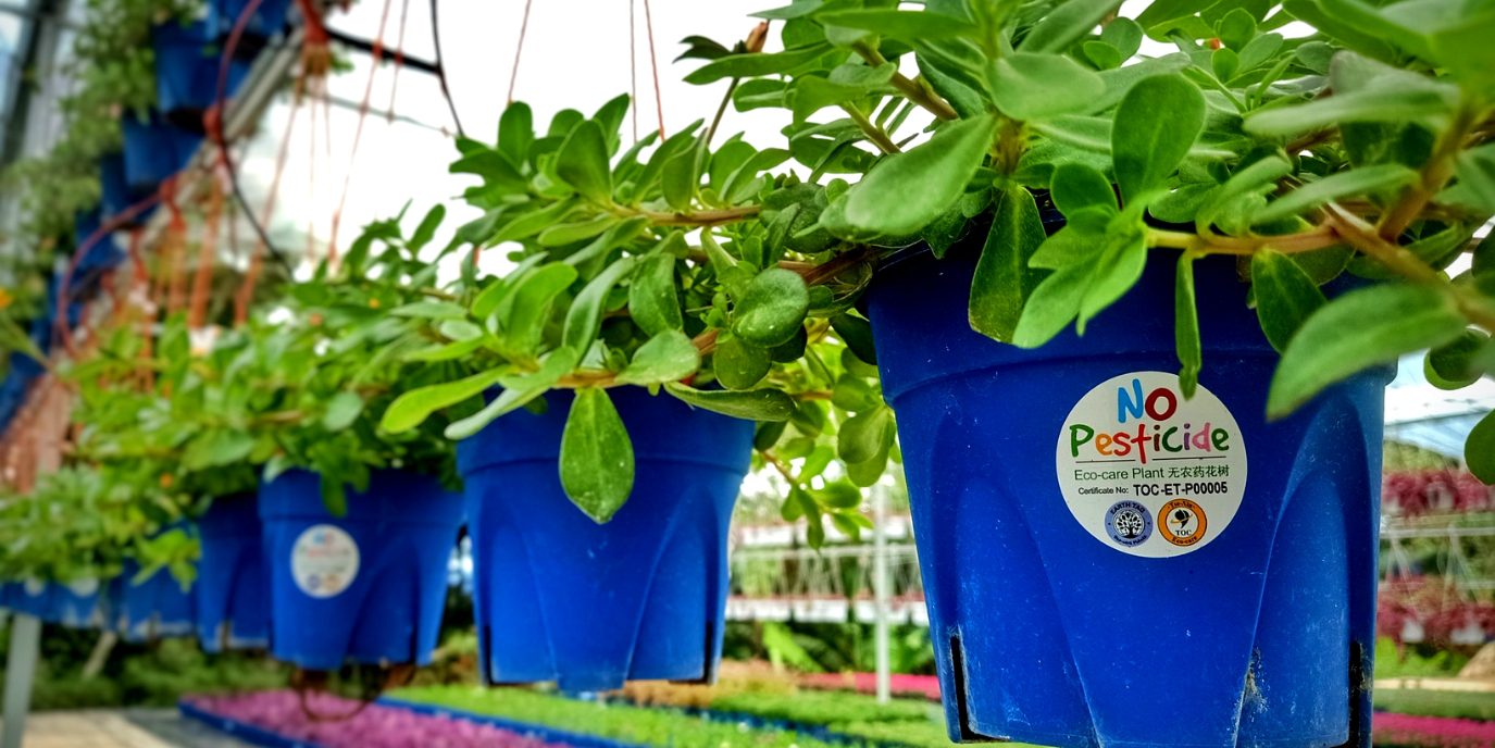 Promote Eco Care Planting — Baba