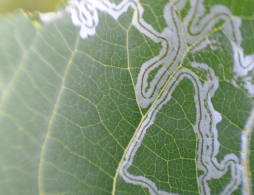 [:zh]植物叶子上有“地图”？ [:]