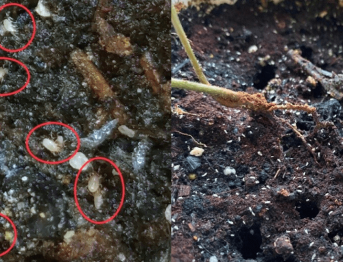 [:zh]泥土出现小白虫？[:]